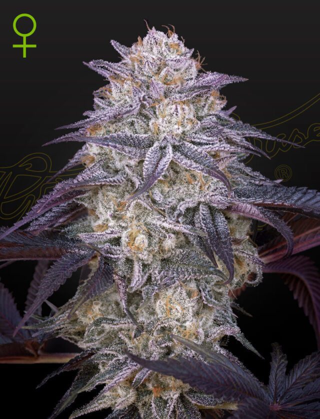 King's Juice Auto Feminized Seeds