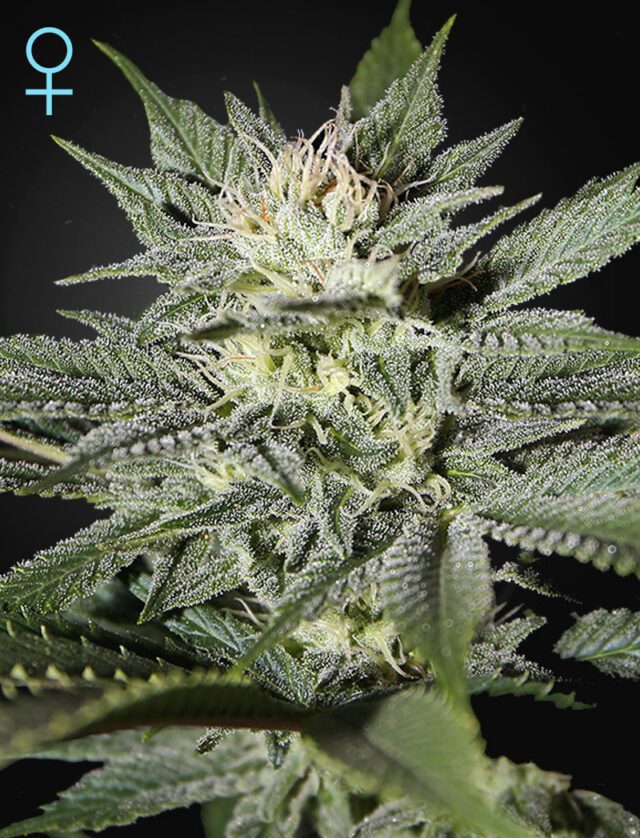 King's Kush CBD Feminized Seeds