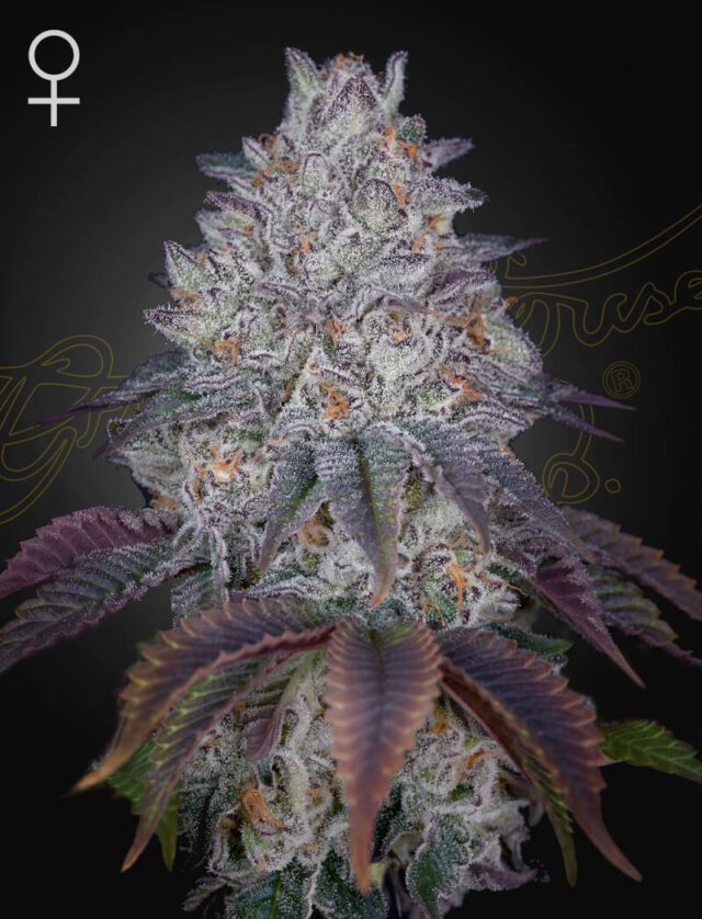 King's Tart Feminized Seeds