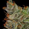 Buy King's Kush Feminized Seeds by Greenhouse Seed Co. in America - Image 2