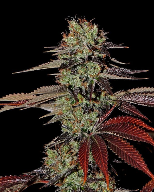 King's Kush Auto Feminized Seeds