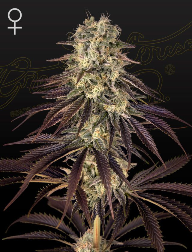 Kong's Krush Feminized Seeds