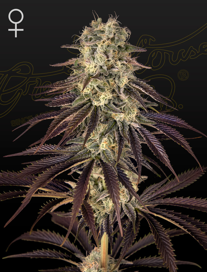 Kong's Krush Feminized Seeds Kong's Krush Feminized Seeds