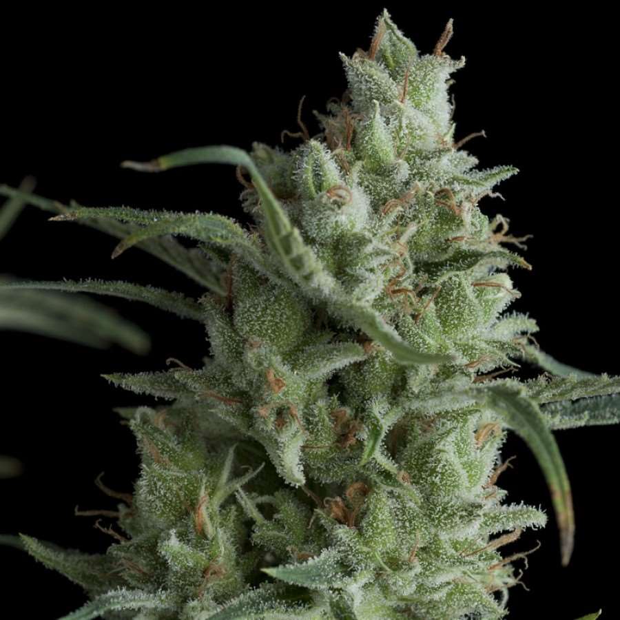 Kryptonite Feminized Seeds