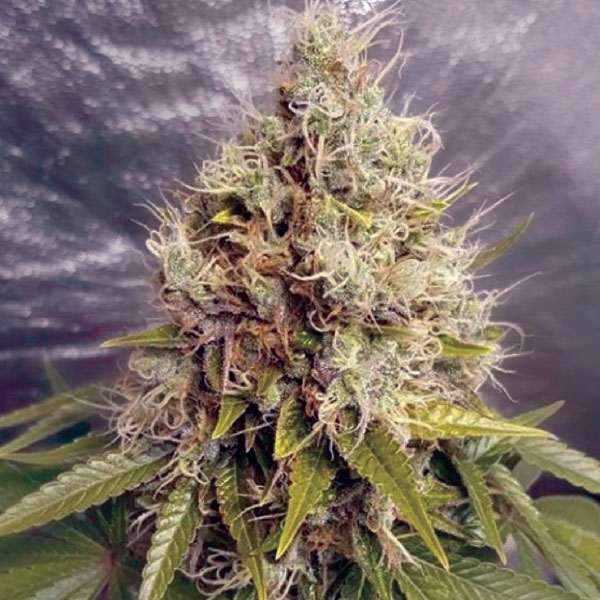 Kush Mass Auto Feminized Seeds