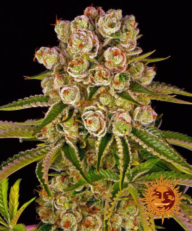 Kush Mintz Feminized Seeds