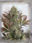 Kush Mass Feminized Seeds