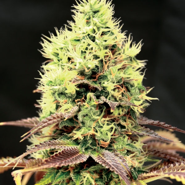 Kush 'N' Cookies CBD Feminized Seeds