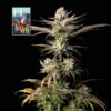 L.A. Peyote Kush Feminized Seeds