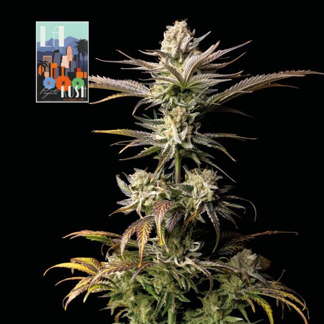 L.A. Peyote Kush Feminized Seeds