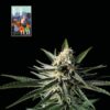 L.A. Peyote Kush Feminized Seeds