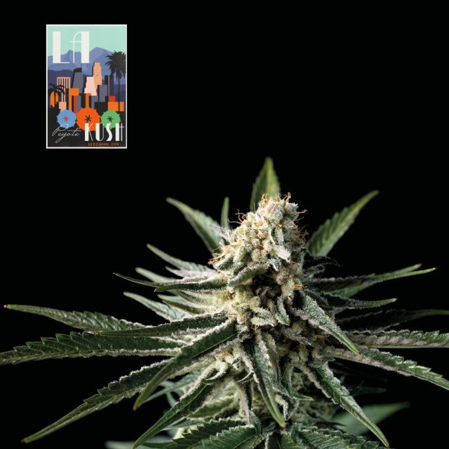 L.A. Peyote Kush Feminized Seeds