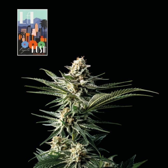 L.A. Peyote Kush Feminized Seeds