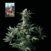 L.A. Peyote Kush Feminized Seeds