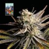 L.A. Peyote Kush Feminized Seeds