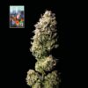 L.A. Peyote Kush Feminized Seeds