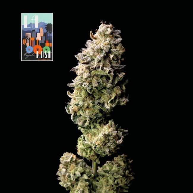 L.A. Peyote Kush Feminized Seeds