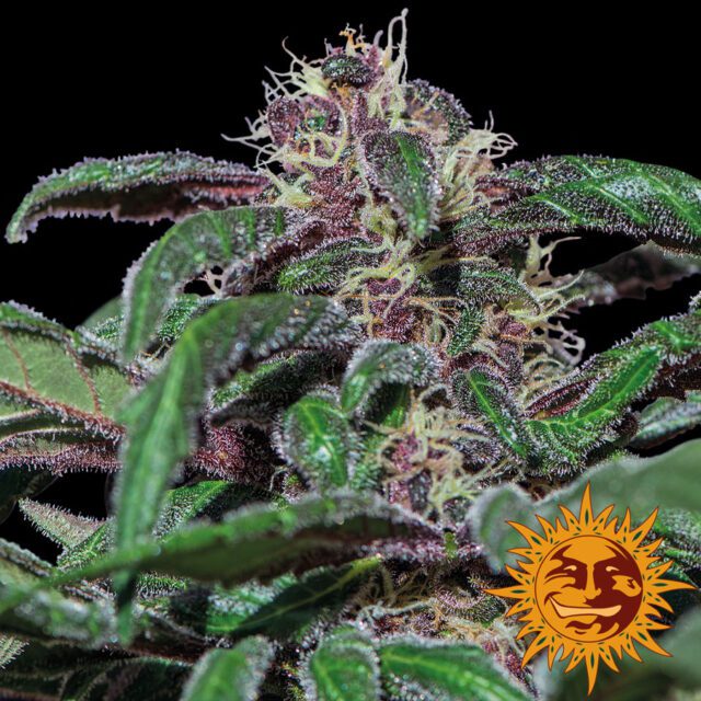 Ayahuasca Purple Feminized Seeds