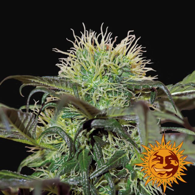 Bad Azz Kush Feminized Seeds