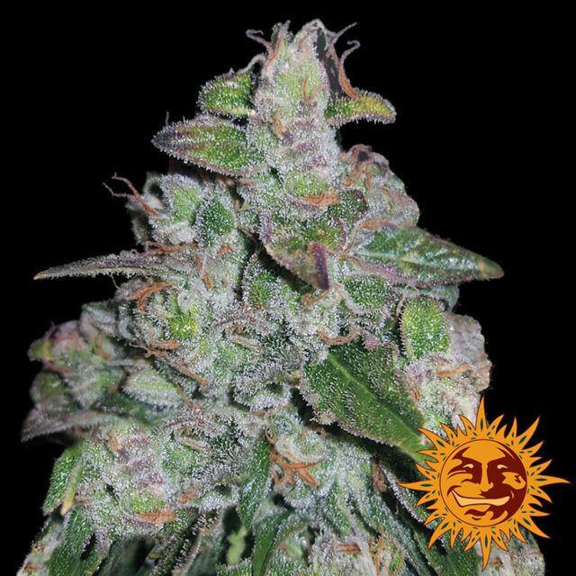 Blueberry OG Feminized Seeds