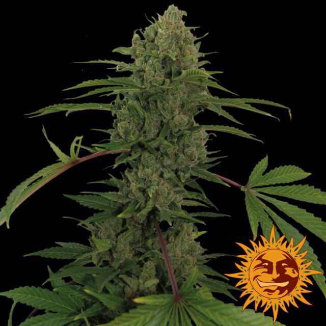 Critical Kush Auto Feminized Seeds