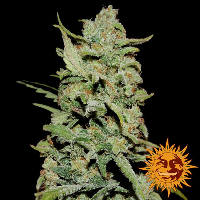 Peyote Critical Feminized Seeds