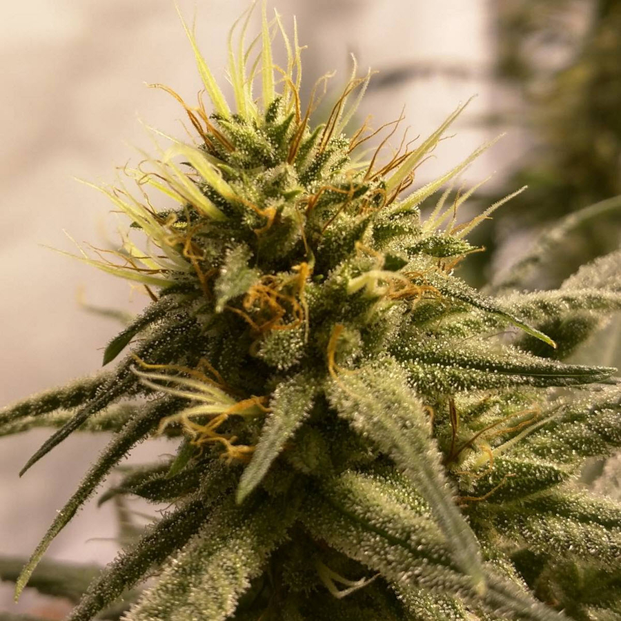 large_pineapple-chunk_5_510250