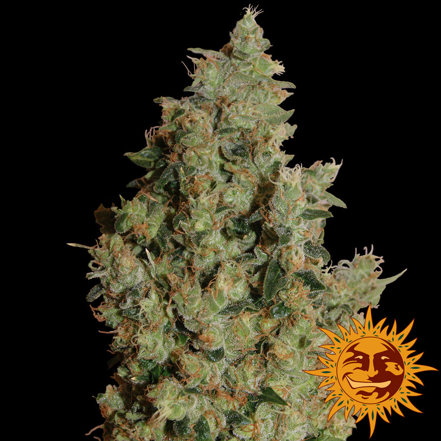 large_tangerine-dream_1_649178