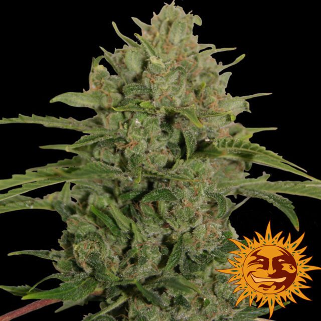 Triple Cheese Feminized Seeds