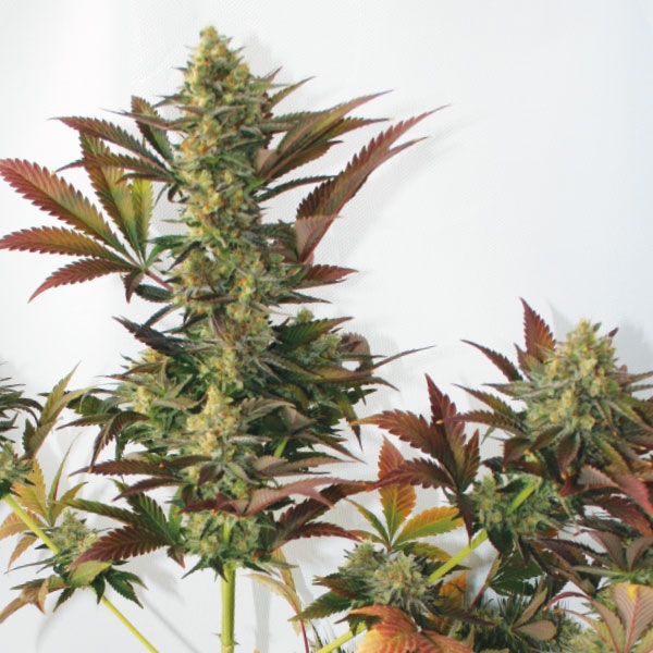 Larry's Lemon OG Feminized Seeds