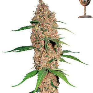 Laughing Buddha Feminized Seeds