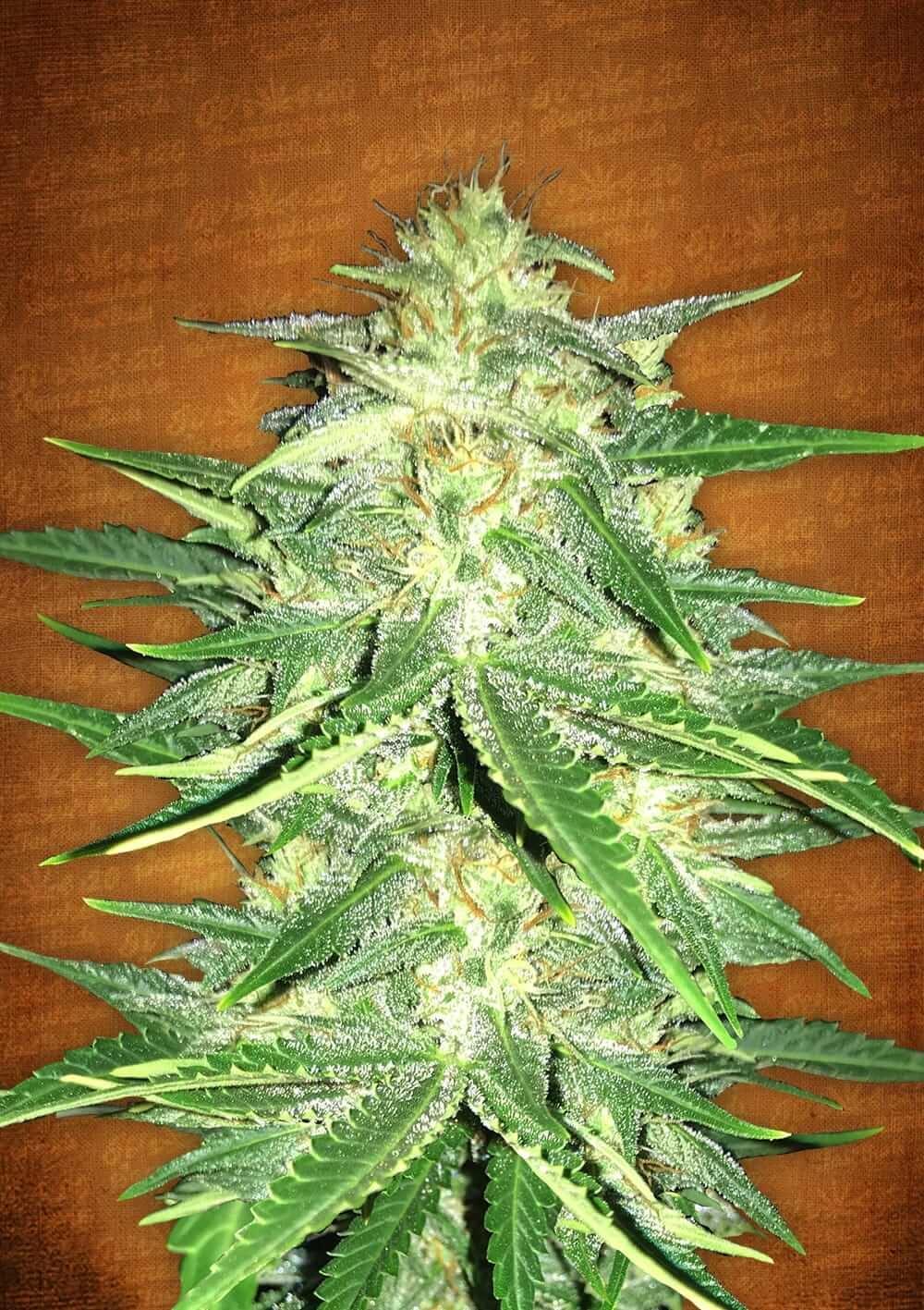 Lemon AK Auto Feminized Seeds Lemon AK Auto Feminized Seeds