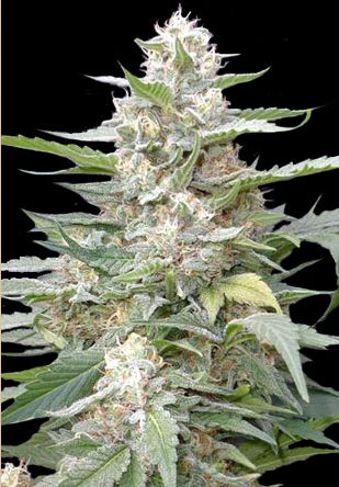 Lemon Amber Kush Feminized Seeds