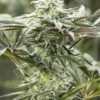 Lemon Citron Feminized Seeds