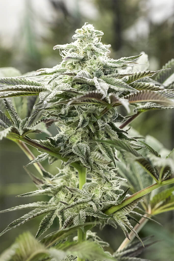 Lemon Citron Feminized Seeds Lemon Citron Feminized Seeds