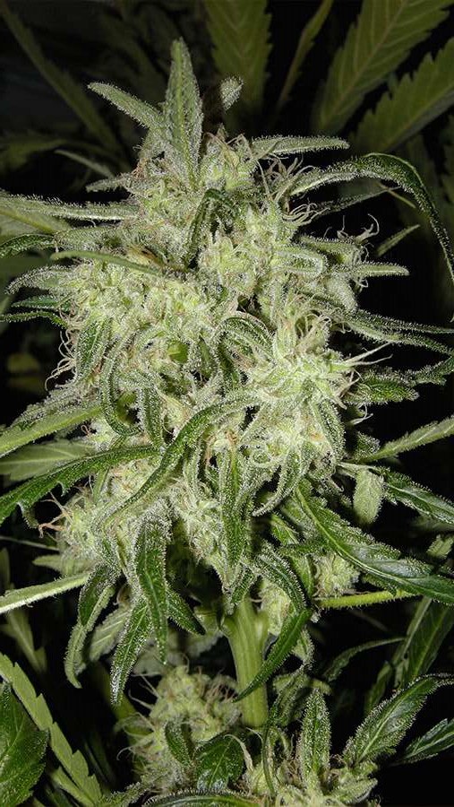 Lemon OG Haze Auto Feminized Seeds