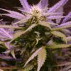 Buy Lemon OG Haze Feminized Seeds by Nirvana in America - Image 2