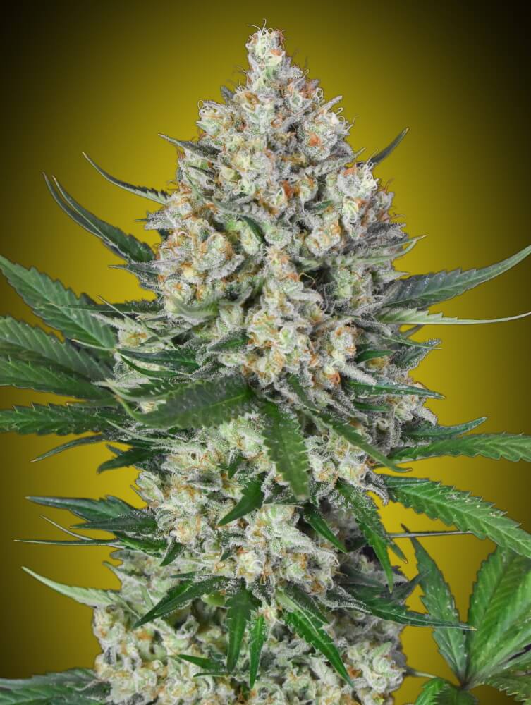 Buy Lemon OG Feminized Seeds by 00 Seeds in America - Stellar Seeds