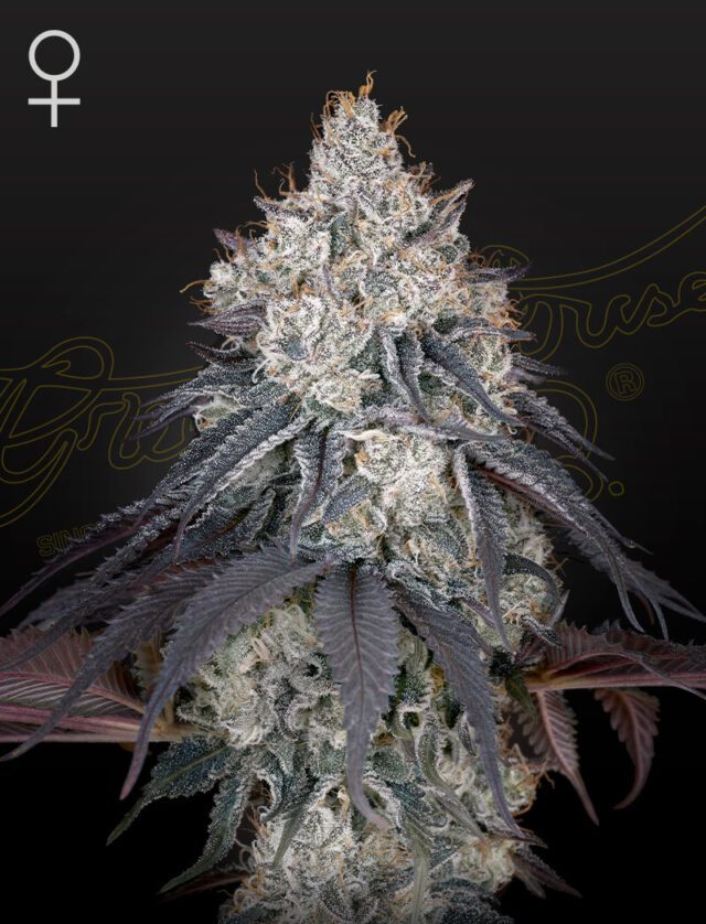 Lemon Orange Feminized Seeds