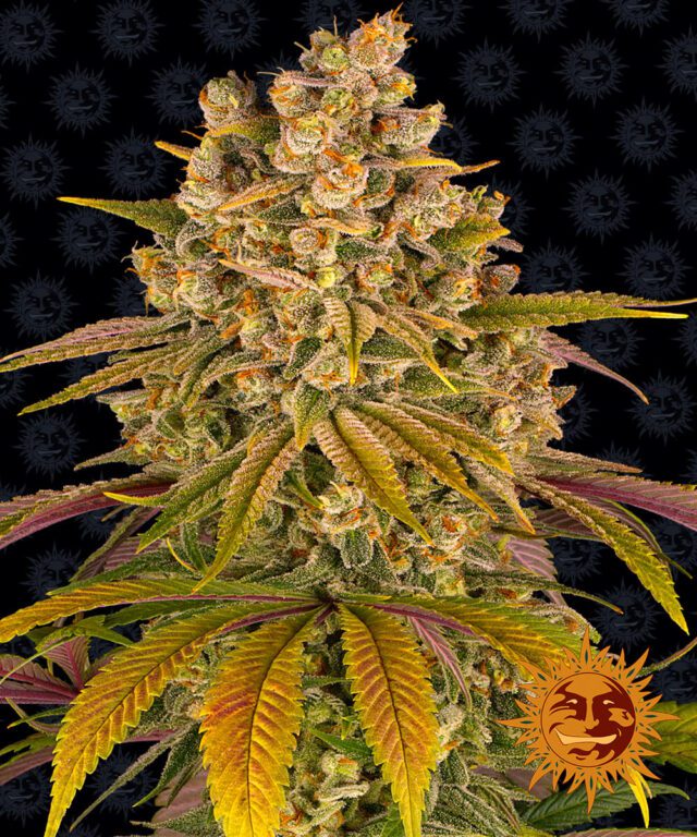 Lemon Tree Feminized Seeds