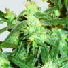 Lemon OG Haze Feminized Seeds