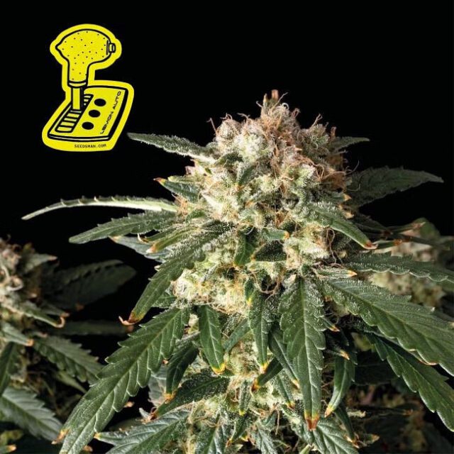 Lemon Auto Feminized Seeds