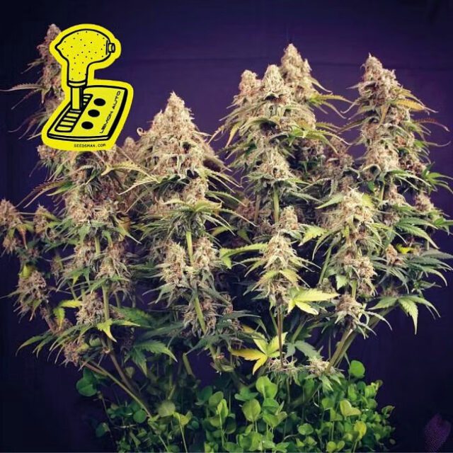 Lemon Auto Feminized Seeds