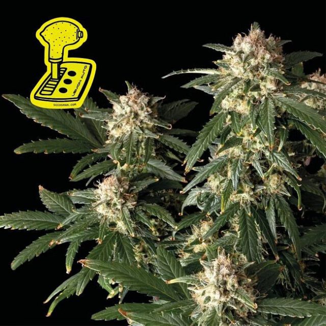 Lemon Auto Feminized Seeds