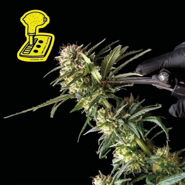 Lemon Auto Feminized Seeds