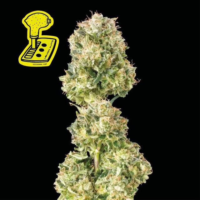 Lemon Auto Feminized Seeds