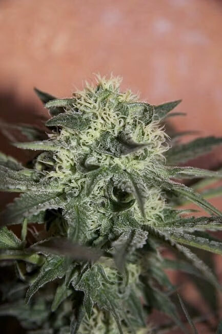 Lemon Auto Feminized Seeds