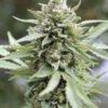 Lemongrass Feminized Seeds