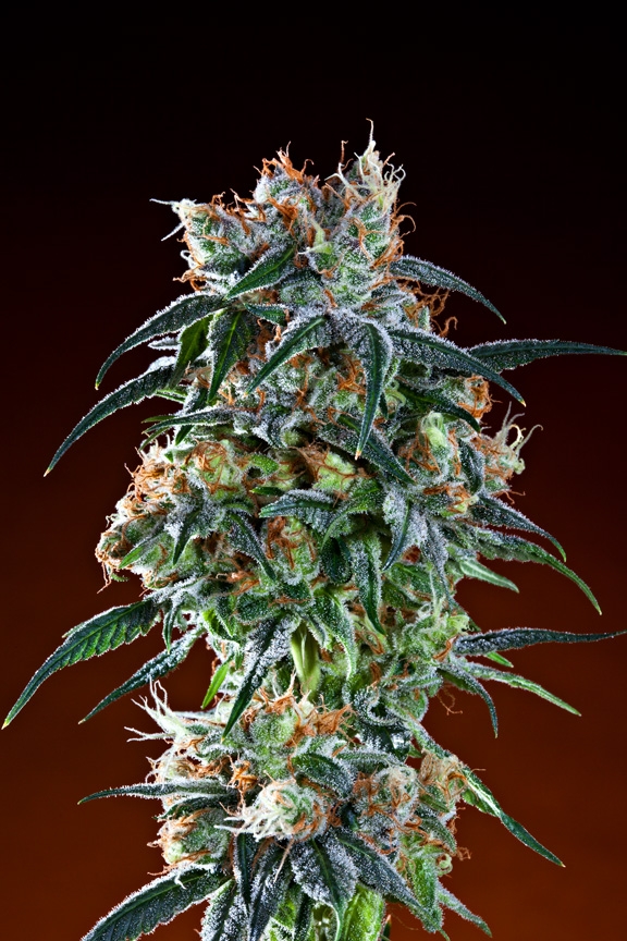 Bay 11 Feminized Seeds