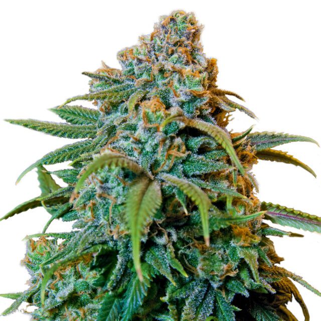 Liberty Haze Feminized Seeds